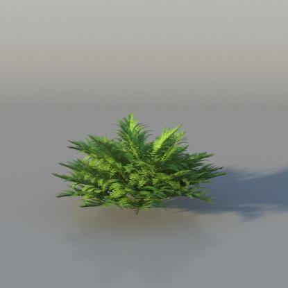 Bush Fern v4