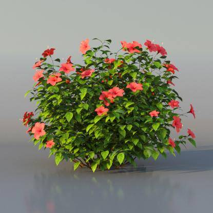 Bush Hibiscus v1