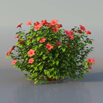 Bush Hibiscus v2