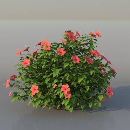 Bush Hibiscus v3
