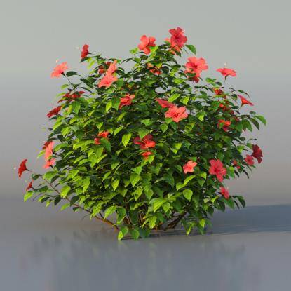 Bush Hibiscus v4