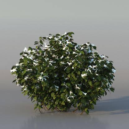 Bush Honeysuckle v1