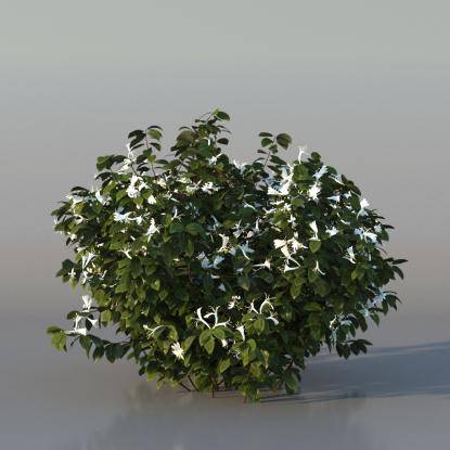 Bush Honeysuckle v2