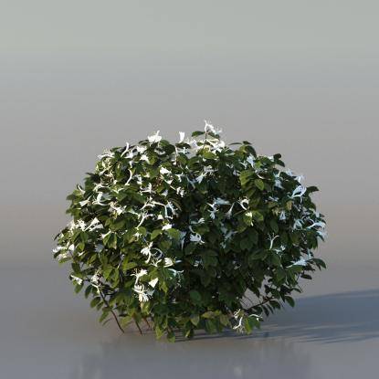 Bush Honeysuckle v3