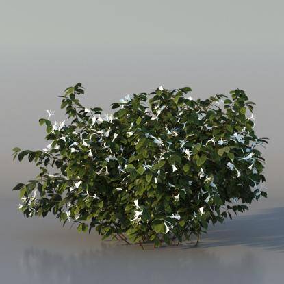 Bush Honeysuckle v4
