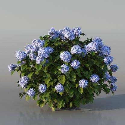 Bush Hortensia v1