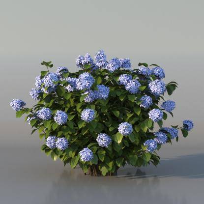 Bush Hortensia v2