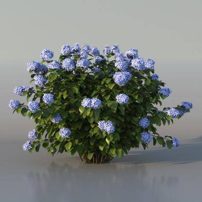 Bush Hortensia v3