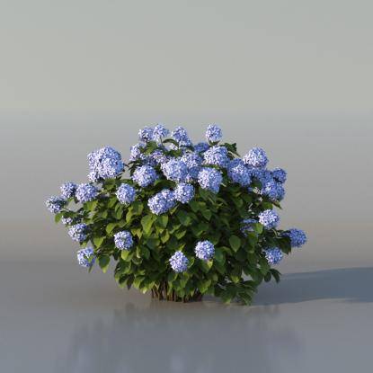 Bush Hortensia v4