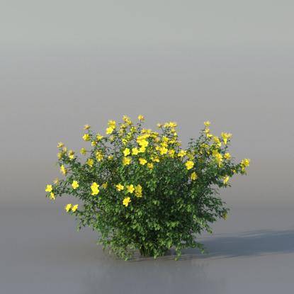 Bush Hypericum v1