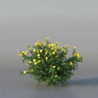 Bush Hypericum v2