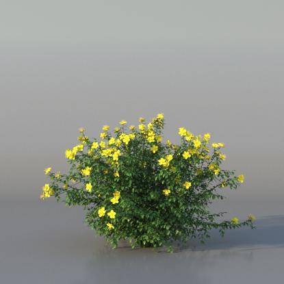 Bush Hypericum v3