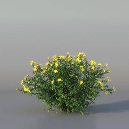 Bush Hypericum v4