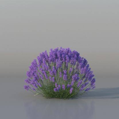 Bush Lavender v1
