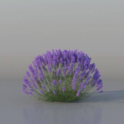 Bush Lavender v2