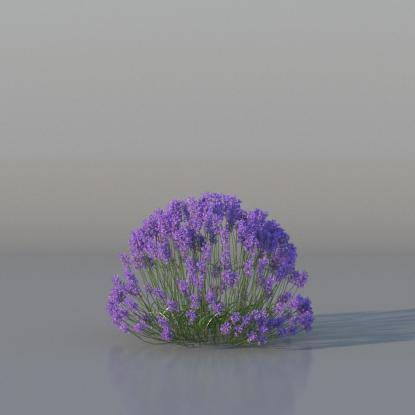 Bush Lavender v3