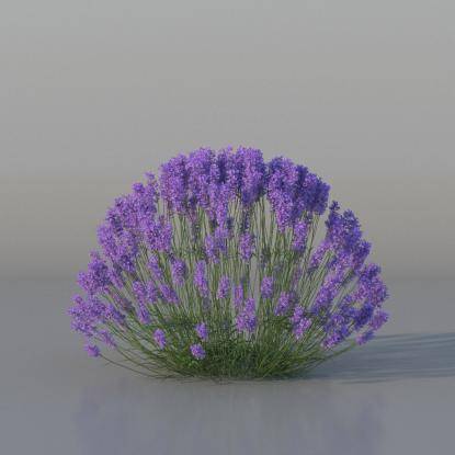 Bush Lavender v4