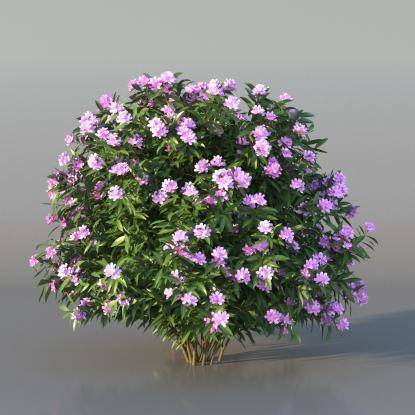 Bush Nerium v1