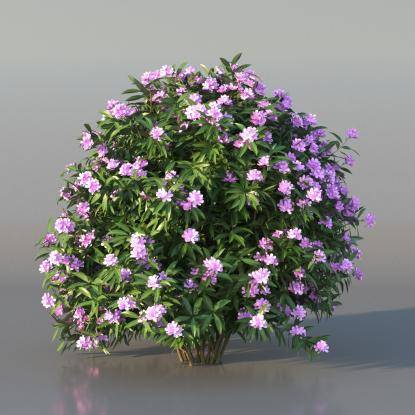 Bush Nerium v2