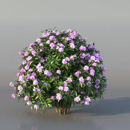Bush Nerium v3