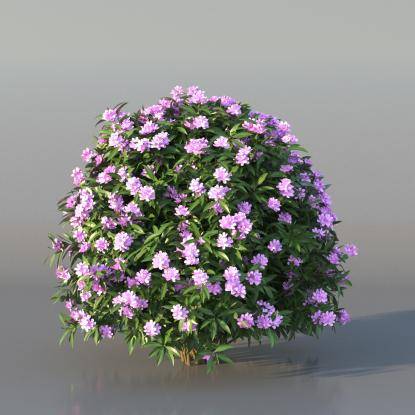 Bush Nerium v4