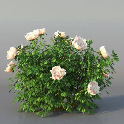 Bush Peony v1