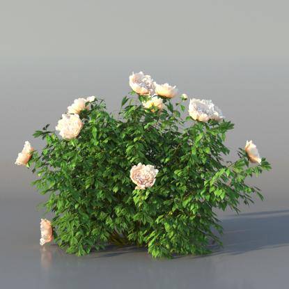 Bush Peony v2