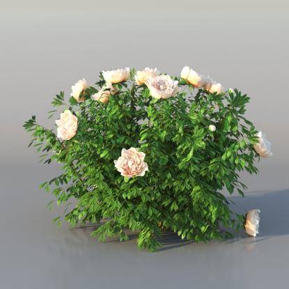 Bush Peony v3