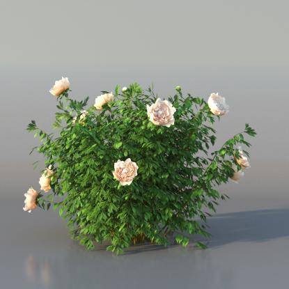 Bush Peony v4