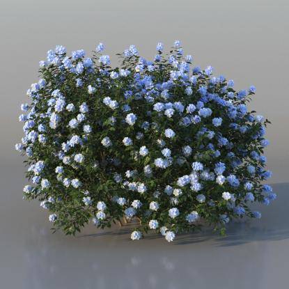 Bush Plumbago v1