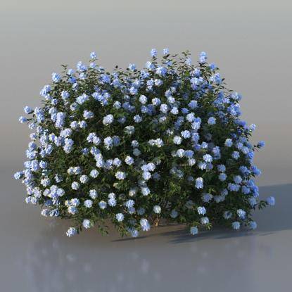 Bush Plumbago v2