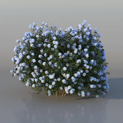 Bush Plumbago v3
