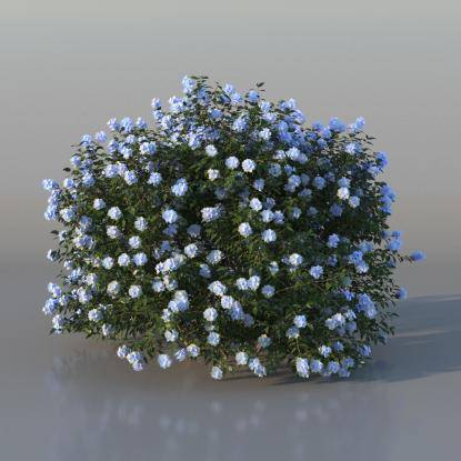 Bush Plumbago v4