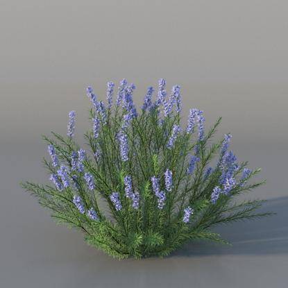 Bush Rosemary v1