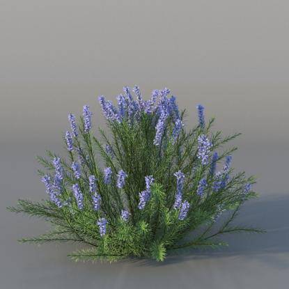 Bush Rosemary v2