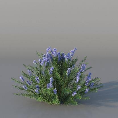 Bush Rosemary v3