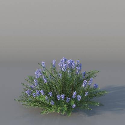 Bush Rosemary v4