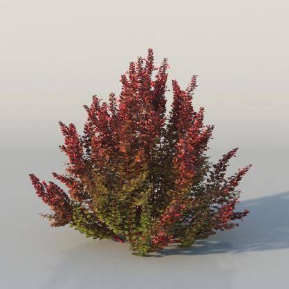 Bushes - Barberry v1