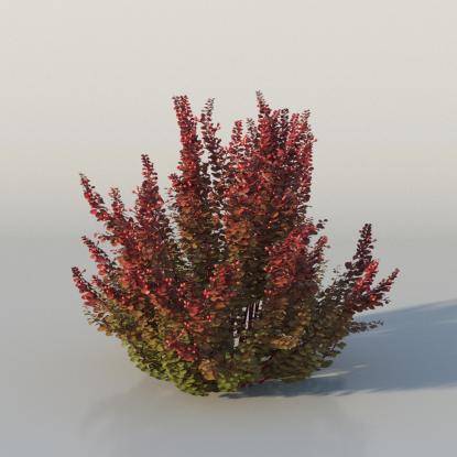 Bushes - Barberry v2