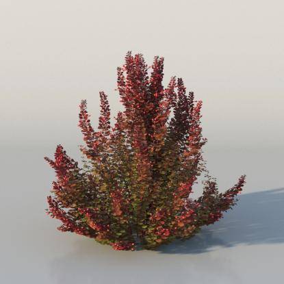 Bushes - Barberry v3