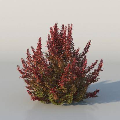 Bushes - Barberry v4