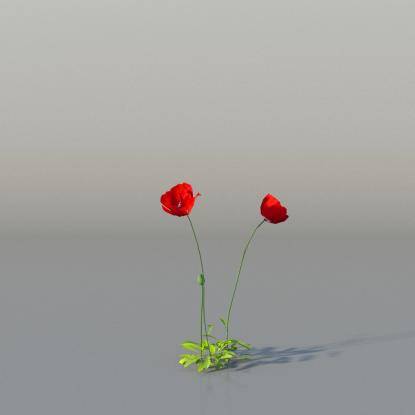 Common Poppy v1