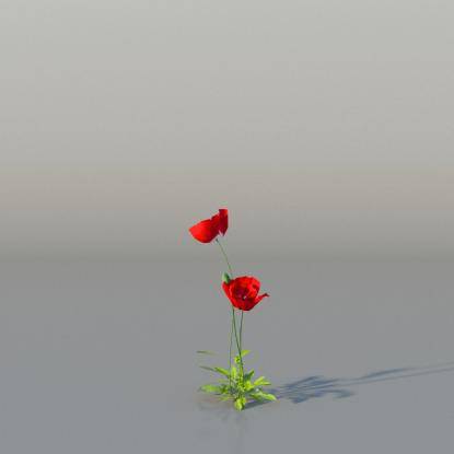 Common Poppy v2