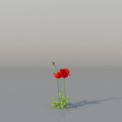 Common Poppy v3