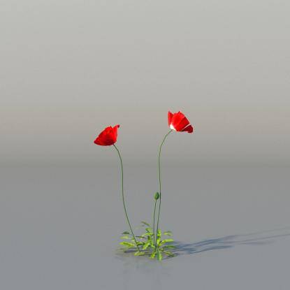 Common Poppy v4