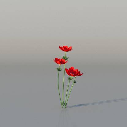 Crown Anemone v1