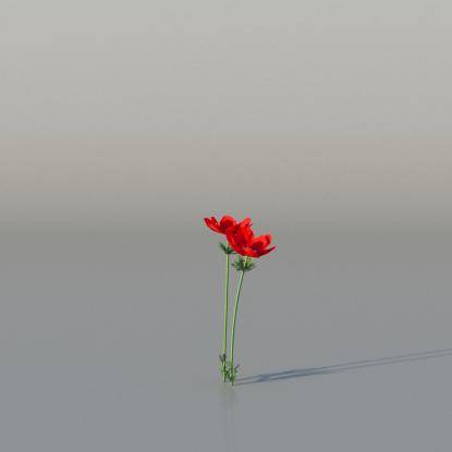 Crown Anemone v2