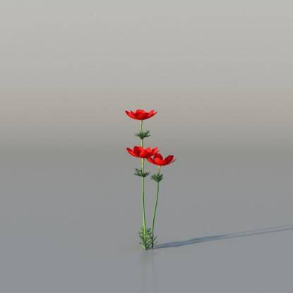 Crown Anemone v3
