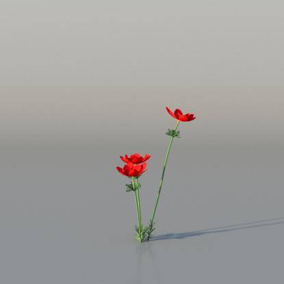 Crown Anemone v4