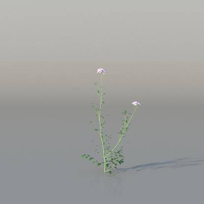Cuckooflower v1